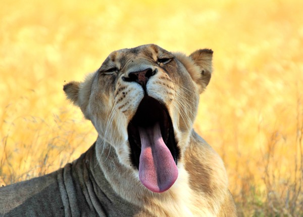 Hady Khandani, YAWNING LIONESS (Wunschgröße, HADYPHOTO, Fotografie, Photografie, Nahaufnahme, Natur, Tiere, Afrika, Löwe, Löwin, gähnen, müde, Wohnzimmer, Schlafzimmer, bunt)