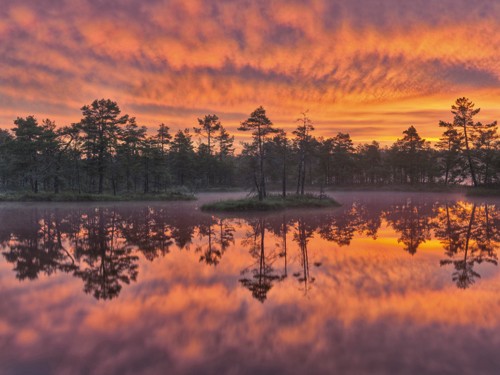 Hans Strand, Dawn (See, Wald, Bäume, Abendstimmung, Dämmerung, Sonnenuntergang, Wolken, Spiegelungen, Fotografie, Wunschgröße, Treppenhaus, wohnzimmer, orange-grau)