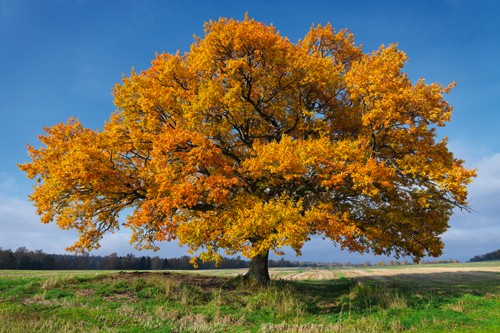 Hans Strand, Golden Oak (Natur, Landschaft, Baum, goldener Herbst, Eiche, Fotografie, Wunschgröße, Treppenhaus, Wohnzimmer)