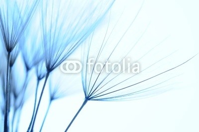 Hassan Akkas, dandelion seeds (hintergrund, details, floral, löwenzahn, sommer, weich, samen, verträumt, schöner, strukturen, textur, frühling, blütenstaub, natur, jahreszeit, verdammt, natürlich, pflanze, elegant, botanisch, schönheit, verfärbt, gruppe, flora, botanik, verbun)