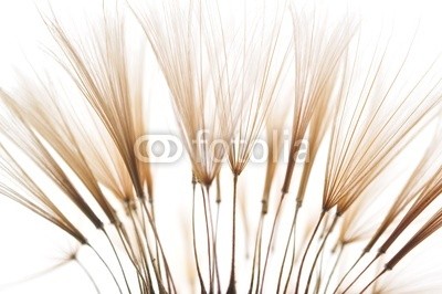 Hassan Akkas, dandelion seeds (hintergrund, details, floral, löwenzahn, sommer, weich, samen, verträumt, schöner, strukturen, textur, frühling, blütenstaub, natur, jahreszeit, verdammt, natürlich, pflanze, elegant, botanisch, schönheit, verfärbt, gruppe, flora, botanik, verbun)