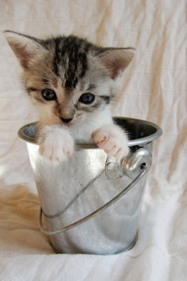 Henry Sterzik, Cat 3 (Tiere, Katze, Kätzchen, Eimer, niedlich, Fotografie, Kinderwelten, Kinderzimmer, Wunchgröße, bunt)