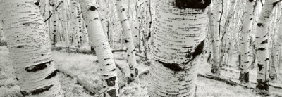 Helmut Hirler, Dixie National Forest - Utah - USA (Photokunst, Fotografie, Landschaftsfotografie, Wald, Bäume)