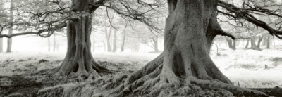 Helmut Hirler, Exmoor - Devon - England (Photokunst, Fotografie, Landschaftsfotografie, Wald, Bäume, Winter)