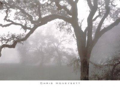 Chris Honeysett, Oaks in Fog, Mendocino (Fotokunst, Photokunst, Landschaftsfotografie, Nebel, Bäume, schwarz / weiß)