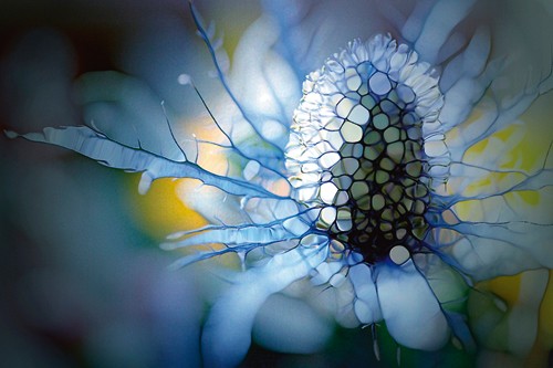 Renate M. Schmidt, Eisdistel (Blume, Blüte, Makro, Fotokunst, Nahaufnahme, Blütenstempel, Pollen,filigran, dekorativ, Büro, Wohnzimmer, Treppenhaus, bunt)