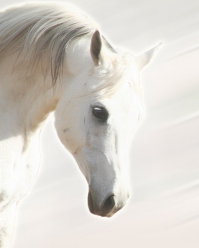 Kari Brooks, Pegasus III (Pferd, Tierportrait, Schimmel, Tier, Fotokunst,  Kinderzimmer, Treppenhaus, weiß/grau)