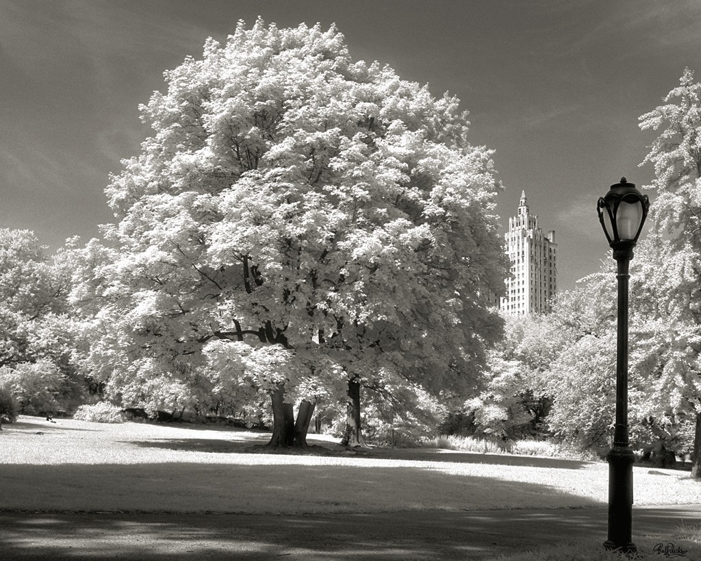 Ralf Uicker, Central Park Tree (Fotokunst, Städte, Park, Bäume, Laterne, New York, Amerika, Wohnzimmer, Treppenhaus, schwarz/weiß)