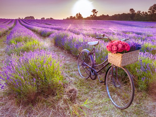 Assaf Frank, Lost Emotions (Fotografie, Landschaft, Natur, Lavendel, Lavendelfelder,  Fahrrad, Fahradkorb, Blumen,  Sonne, Himmel, Einsamkeit, Entspannung, Frankreich, Südfrankreich, Arztpraxis, Wohnzimmer, Treppenhaus, Schlafzimmer, Wunschgröße, bunt)