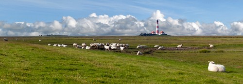 Rolf Fischer, St. Peter Ording (Wunschgröße, Landschaftsfotografie, Nordsee, Leuchtturm, Schafe, Schafherde, Horizont, Wolken, Flur, Treppenhaus, Wohnzimmer, bunt)