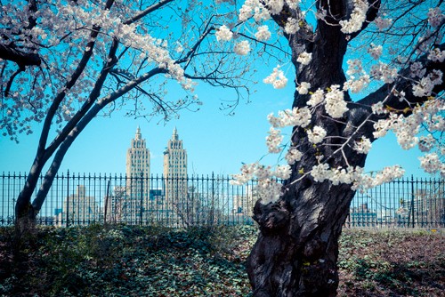 Arnaud Bertrande, San Remo Building (Fotokunst, Städte, Metropole, San Remo Apartmenthaus, New York, Central Park, Hochäuser, Panorama, Frühling, Bäume, Blüten, Wohnzimmer, Wunschgröße,  bunt)