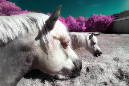 Tonee Gee, Fantasy Horses (Pferde, Schimmel, Tierportrait, Farbverfälschung, Farbvariation, Fotokunst, Wunschgröße, Treppenhaus, Wohnzimmer, bunt)