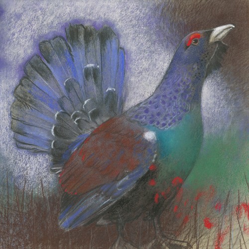 Loes Botman, Auerhuhn (Bergvogel, Auerhahn, Balz, aufmerksam, Vogel, Tiere, Ornithologie, Wohnzimmer, Treppenhaus, Wunschgröße, Malerei, bunt)
