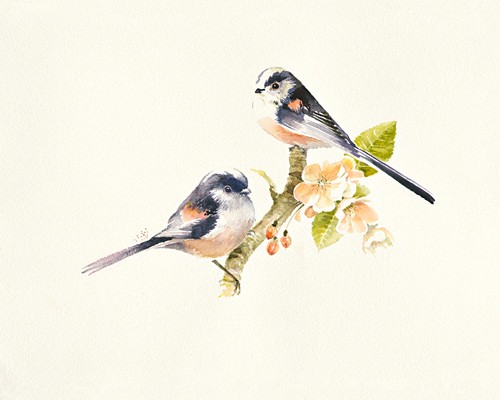 Hilary Mayes, Longtailed Tits (Meise, Schwanzmeise,  Vogel, Blütenzweig, Fauna, Tierportrait, Studie, Treppenhaus, Wohnzimmer, Wintergarten, Malerei, Wunschgröße, bunt)