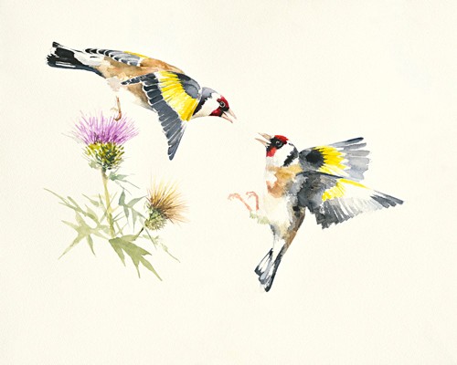 Hilary Mayes, Goldfinches (Stieglitz, Vogel, Blütenzweig, Fauna, Tierportrait, Studie, Treppenhaus, Wohnzimmer, Wintergarten, Malerei, Wunschgröße, bunt)