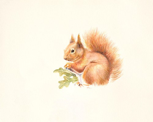 Hilary Mayes, Red Squirrel (Eichhörnchen, Tier, niedlich,  Blütenzweig, Fauna, Tierportrait, Studie, Treppenhaus, Wohnzimmer, Wintergarten, Malerei, Wunschgröße, bunt)