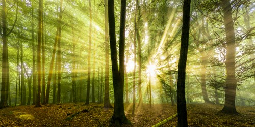 Rolf Fischer, Nebelstimmung mit Sonne im Wald (Wald, Bäume, Sonnenstrahlen, Lichteffekte, Natur, Landschaft,  Wunschgröße, Fotokunst, Treppenhaus, Wohnzimmer, Arztpraxis, bunt)