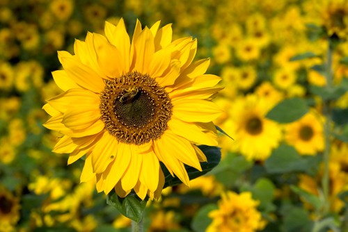 Rolf Fischer, Honigbiene im Sonnenblumenfeld (Blüte, Blume, Sonnenblume, Biene, Insekt, Natur, Wunschgröße, Fotokunst, Makro, Treppenhaus, Wohnzimmer,  bunt)