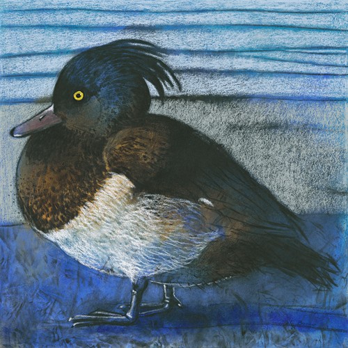 Loes Botman, Tufted Duck (Ente, Haube, niedlich,  putzig, Wasservogel, Tiere, Wohnzimmer, Treppenhaus, Wunschgröße, Malerei, bunt)