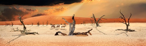 Peter Hillert, Trees in the Sandsea (Wüste, Sand, Sanddünen, verdorrt, trocken, Bäume, Regenwolke, Sonnenstrahl, Afrika, Landschaften, Fotokunst, Wohnzimmer, Wunschgröße, bunt)