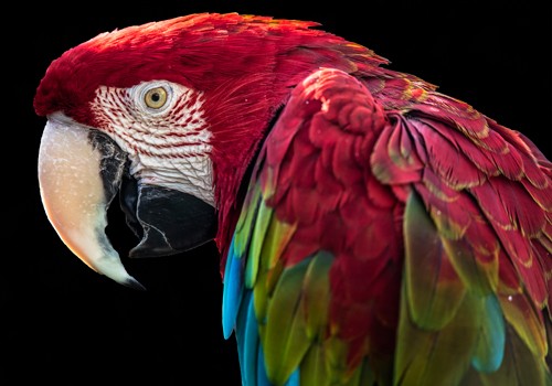 Ronin, Ara Parrot (Papagei, Ara, Profil, Vogel,  Tierportrait,  Fotokunst,  Treppenhaus, Wohnzimmer, Wunschgröße, rot/bunt)