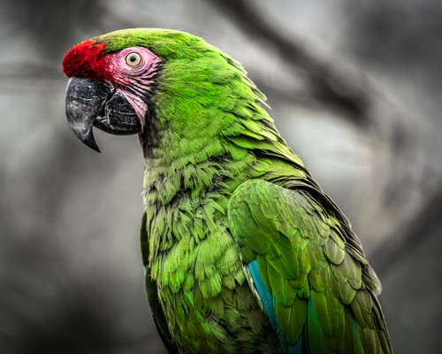 Ronin, Green Ara Parrot (Papagei, Ara, Soldatenara, Profil, Vogel, Tierportrait,  Fotokunst,  Treppenhaus, Wohnzimmer, Wunschgröße, grün/bunt)
