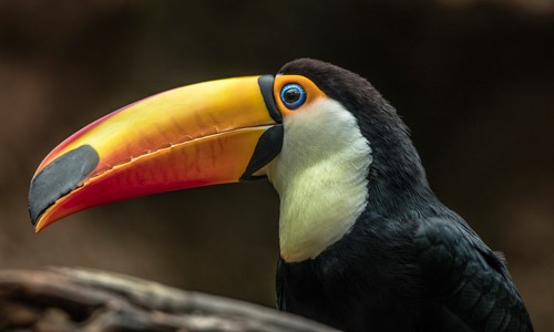 Ronin, The Toucan (Tukan, Pfefferfresser, exotisch, Profil, Vogel, Tierportrait,  Fotokunst,  Treppenhaus, Wohnzimmer, Wunschgröße, bunt)