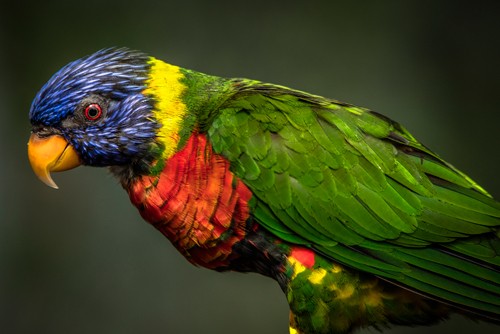Ronin, Green Bird (Papagei, Lori, Keilschwanzlori, Allfarblori, Profil, Vogel,  Tierportrait,  Fotokunst,  Treppenhaus, Wohnzimmer, Wunschgröße, bunt)
