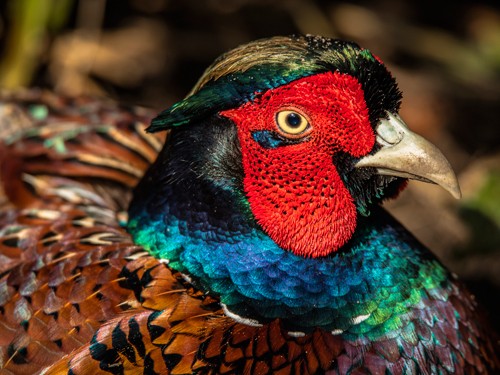 Ronin, The Fazant (Fasan, Hühnervogel, Nahaufnahme, Profil, Vogel,  Tierportrait,  Fotokunst,  Treppenhaus, Wohnzimmer, Wunschgröße, bunt)