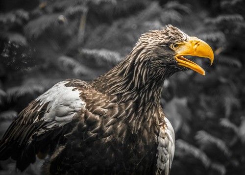Ronin, Stellar Eagle (Seeadler, Riesenseeadler, Raubvogel, Greifvogel, Profil, Vogel, Tierportrait, Fotokunst,  Treppenhaus, Wohnzimmer, Wunschgröße, grau)