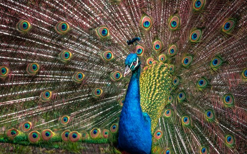 Ronin, The Peacock (Pfau, Hühnervogel, Rad Schlagen, Pfauenfedern, stolz, Vogel,  Tierportrait,  Fotokunst,  Treppenhaus, Wohnzimmer, Wunschgröße, bunt)
