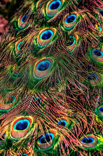 Ronin, Peacock Feathers (Pfau, Pfauenfedern, Pfauenaugen, Vogel,  Tierportrait,  Fotokunst,  Treppenhaus, Wohnzimmer, Wunschgröße, bunt)