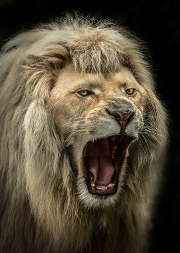 Ronin, The Lion Roars (Löwe, Löwenmähne, Löwenmaul, Raubkatze, Tierportrait,  Fotokunst,  Treppenhaus, Wohnzimmer, Wunschgröße, bunt)