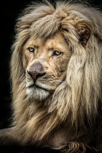 Ronin, The white Lion II (Löwe, Löwenmähne, Raubkatze, Tierportrait,  Fotokunst,  Treppenhaus, Wohnzimmer, Wunschgröße, bunt)