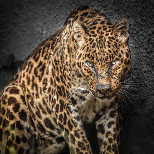 Ronin, The Jaguar (Jaguar, bedrohte Tierart, Raubkatze, Fell, Tierportrait,  Fotokunst, Treppenhaus, Wohnzimmer, Wunschgröße, bunt)