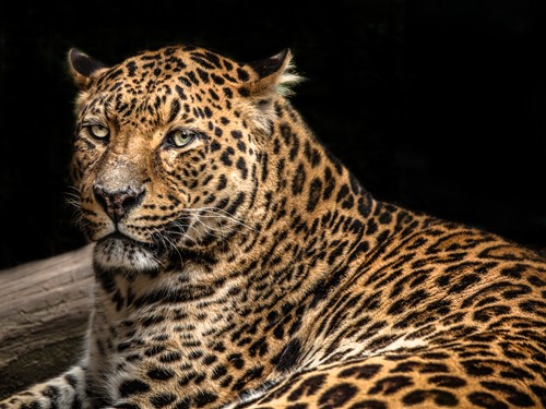 Ronin, The Jaguar II (Jaguar, bedrohte Tierart, Raubkatze, Fell,  Tierportrait,  Fotokunst,  Treppenhaus, Wohnzimmer, Wunschgröße, bunt)