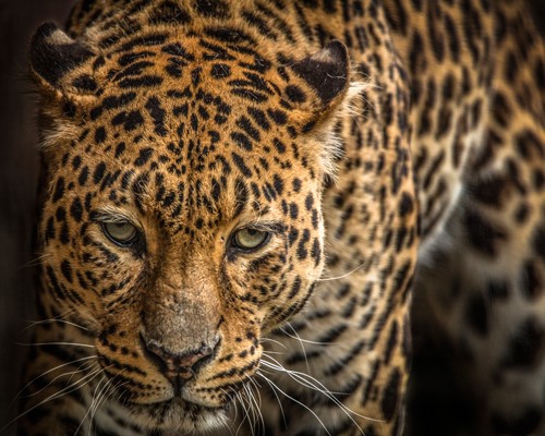 Ronin, The Jaguar III (Jaguar, bedrohte Tierart, Raubkatze, Fell,  Tierportrait,  Fotokunst,  Treppenhaus, Wohnzimmer, Wunschgröße, bunt)