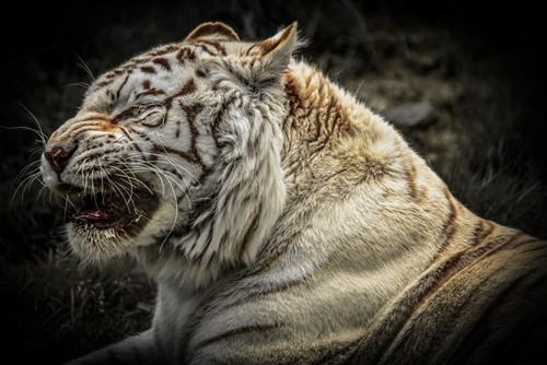 Ronin, The Lygar (Tiger, weißer Tiger, Raubkatze, Tierportrait,  Fotokunst,  Treppenhaus, Wohnzimmer, Wunschgröße, bunt)