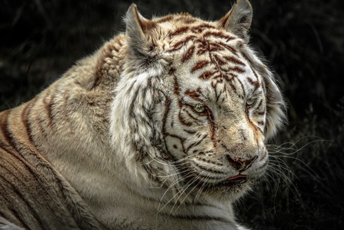 Ronin, The Lygar II (Tiger, weißer Tiger, Raubkatze, Tierportrait,  Fotokunst,  Treppenhaus, Wohnzimmer, Wunschgröße, bunt)