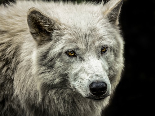 Ronin, White Wolf (Wolf, weißer Wolf, Raubtier, Tierportrait,  Fotokunst,  Treppenhaus, Wohnzimmer, Wunschgröße, bunt)