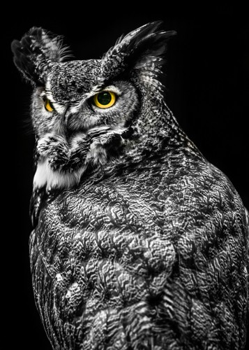 Ronin, Wisdom Owl II (Uhu, Eule, Greifvogel, Tierportrait,  Fotografie, Nahaufnahme, Treppenhaus, Wohnzimmer, Wunschgröße, bunt)