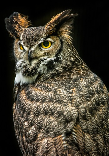 Ronin, Wisdom Owl III (Uhu, Eule, Greifvogel, Tierportrait,  Fotografie, Nahaufnahme, Treppenhaus, Wohnzimmer, Wunschgröße, bunt)