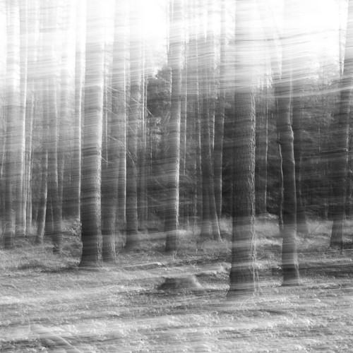 Oliver Stein, Day Break (Fotokunst, Bäume, Wald, Tagesanbruch, Bewegung, Bewegungsfotografie,  modern, Wunschgröße, Wohnzimmer, Büro, schwarz/weiß)