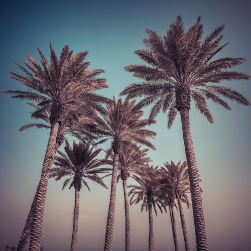 Assaf Frank, Palm Trees (Palmen, Bäume, Sommer, Wärme, Fotografie, Arztpraxis, Wohnzimmer, Treppenhaus,   Wunschgröße, bunt)