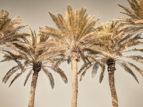 Assaf Frank, Palm Trees I (Palmen, Bäume, Sommer, Wärme, Fotografie, Arztpraxis, Wohnzimmer, Treppenhaus,   Wunschgröße, bunt)