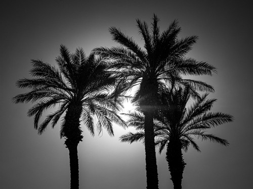 Assaf Frank, Palm Trees II (Palmen, Bäume, Sommer, Wärme, Fotografie, Arztpraxis, Wohnzimmer, Treppenhaus,   Wunschgröße, Fotokunst, schwarz/weiß)