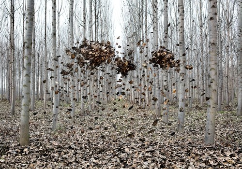 Miguel Vallinas Prieto, Pause Número I (Wald, Birken, Bäume, Laub, schweben, Fantasy, surreal, Wunschgröße, Fotokunst, Wohnzimmer, Treppenhaus, bunt)