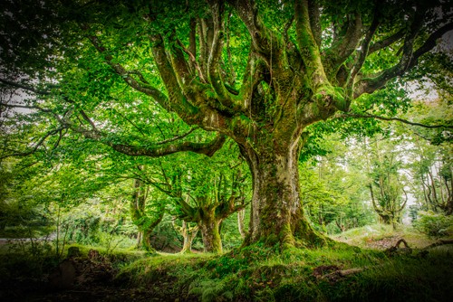 Ronin, Otzarreta Forest I (Baum, alte Bäume, Buchen, Zauberwald von Gorbeia,  knorrig, Baskenland, Spanien, Treppenhaus, Wohnzimmer, Wunschgröße, Fotokunst, grün)