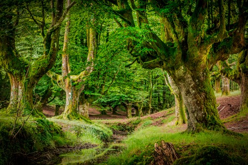 Ronin, Otzarreta Forest II (Baum, alte Bäume, Buchen, Zauberwald von Gorbeia,  knorrig, Baskenland, Spanien, Treppenhaus, Wohnzimmer, Wunschgröße, Fotokunst, grün)