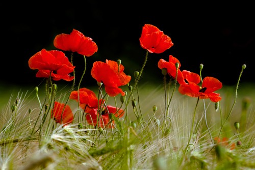 Rolf Fischer, Roter Klatschmohn im Kornfeld (Blüten, Blumen, Mohnblumen, Ähren, Natur, Wunschgröße, Fotokunst,Nahaufnahme, Esszimmer, Treppenhaus)